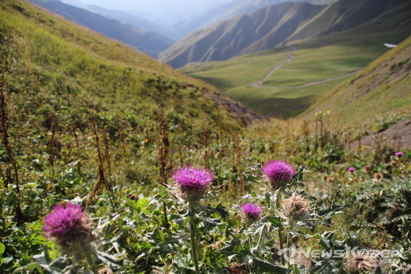 코카서스 조지아의 화려한 야생화 @뉴스코리아 박철호 특파원