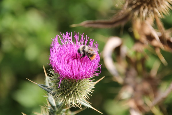 코카서스 조지아의 화려한 야생화 @뉴스코리아 박철호 특파원