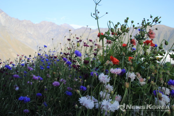 코카서스 조지아의 화려한 야생화 @뉴스코리아 박철호 특파원