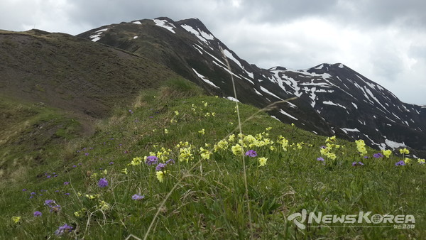 코카서스 조지아의 화려한 야생화 @뉴스코리아 박철호 특파원