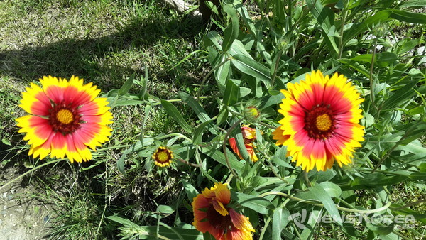 코카서스 조지아의 화려한 야생화 @뉴스코리아 박철호 특파원
