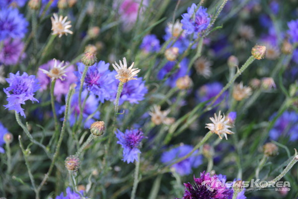 코카서스 조지아의 화려한 야생화 @뉴스코리아 박철호 특파원