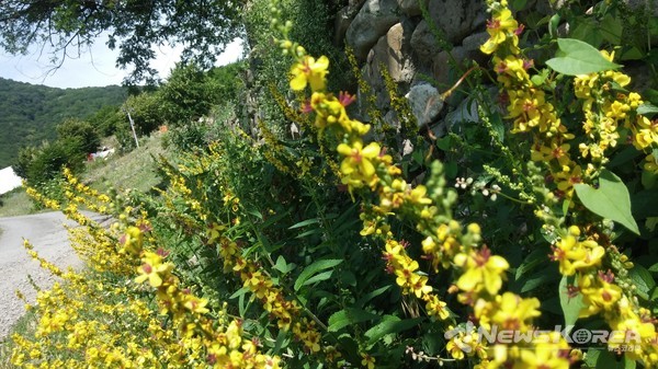 코카서스 조지아의 화려한 야생화 @뉴스코리아 박철호 특파원