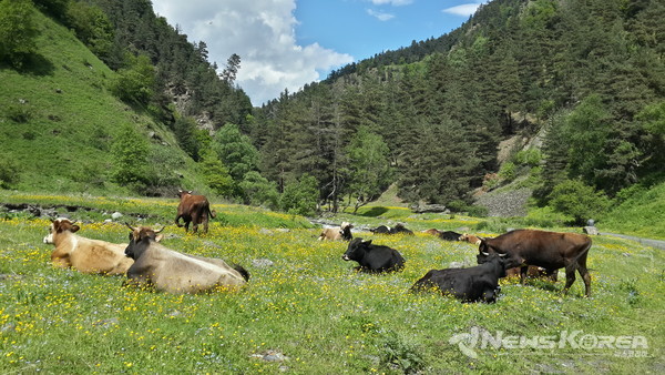 코카서스 조지아의 화려한 야생화 @뉴스코리아 박철호 특파원