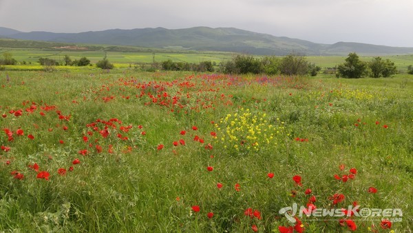 코카서스 조지아의 화려한 야생화 @뉴스코리아 박철호 특파원