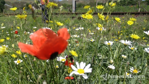 코카서스 조지아의 화려한 야생화 @뉴스코리아 박철호 특파원