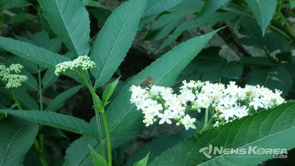 코카서스 조지아의 화려한 야생화 @뉴스코리아 박철호 특파원
