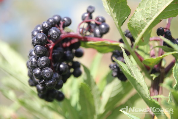 코카서스 조지아의 화려한 야생화 @뉴스코리아 박철호 특파원