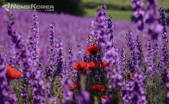 코카서스 조지아의 화려한 야생화 @뉴스코리아 박철호 특파원