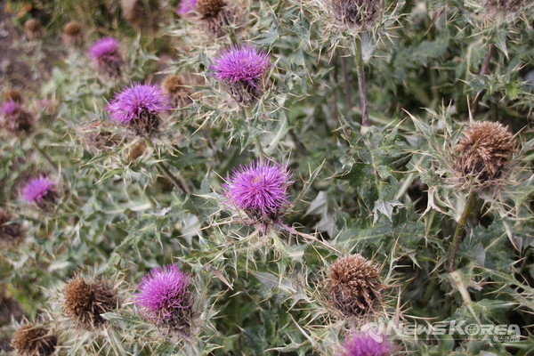 코카서스 조지아의 화려한 야생화 @뉴스코리아 박철호 특파원