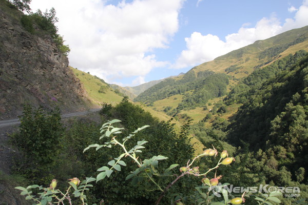 코카서스 조지아의 화려한 야생화 @뉴스코리아 박철호 특파원