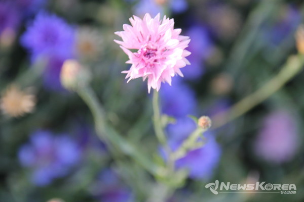 코카서스 조지아의 화려한 야생화 @뉴스코리아 박철호 특파원