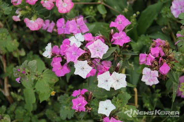 코카서스 조지아의 화려한 야생화 @뉴스코리아 박철호 특파원