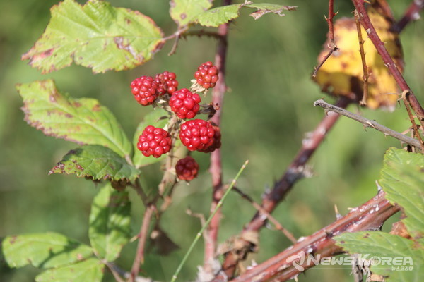 코카서스 조지아의 화려한 야생화 @뉴스코리아 박철호 특파원