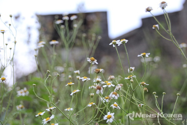 코카서스 조지아의 화려한 야생화 @뉴스코리아 박철호 특파원