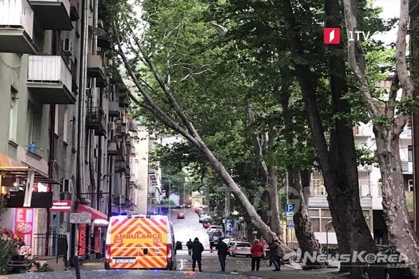 트빌리시 강풍으로 쓰러진 나무 / @조지아 공영 방송 1 채널