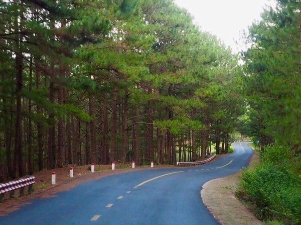 시원스러운 달랏 소나무숲 도로 @뉴스코리아 이웅연 특파원