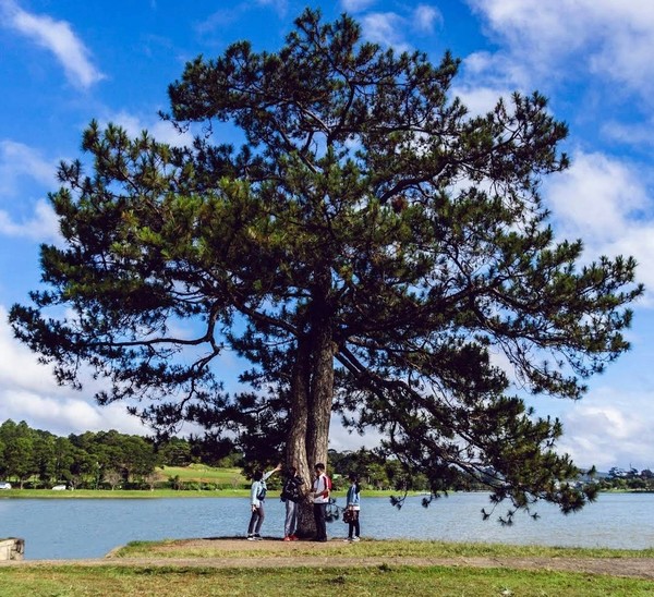 쑤언흐엉 호수에 있는 큰 소나무 @뉴스코리아 이웅연 특파원 