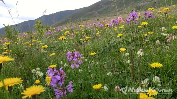 해발 2,500미터 지역 천상의 화원 @뉴스코리아 박철호 특파원