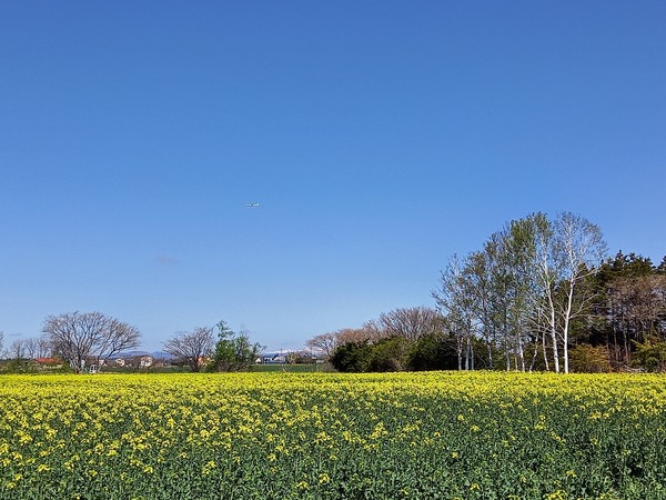 북해도의 유채꽃밭 @뉴스코리아 김경전 특파원