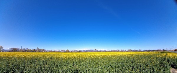 북해도의 유채꽃밭 @뉴스코리아 김경전 특파원