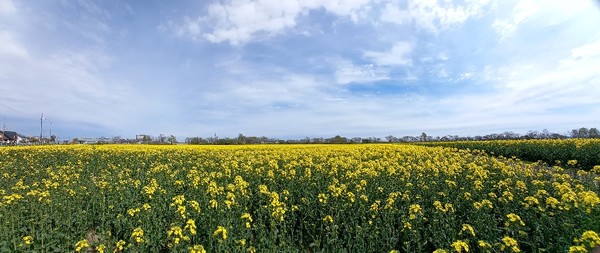 북해도의 유채꽃밭 @뉴스코리아 김경전 특파원