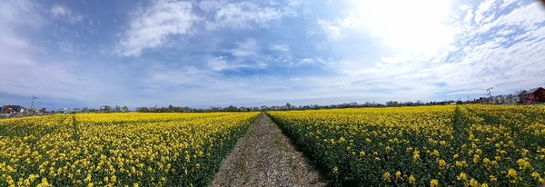 북해도의 유채꽃밭 @뉴스코리아 김경전 특파원