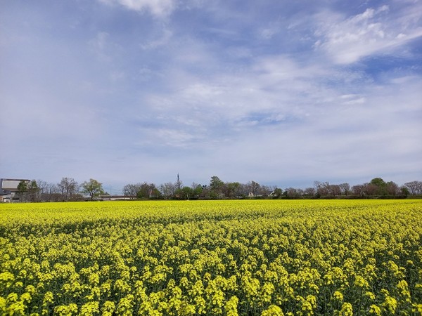 북해도의 유채꽃밭 @뉴스코리아 김경전 특파원
