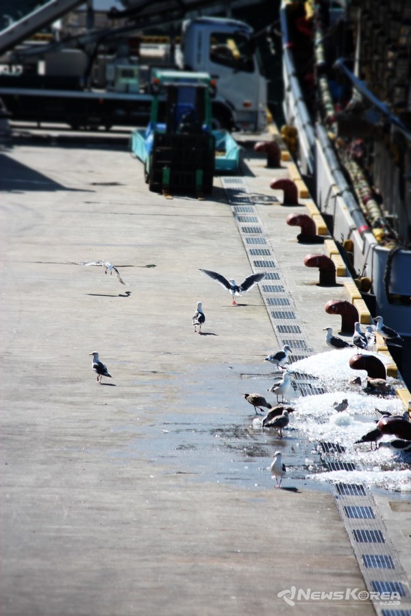 오나가와만의 항구에 고기잡이 어선이 들어오는 이른 아침 시간 @뉴스코리아 김양현 특파원