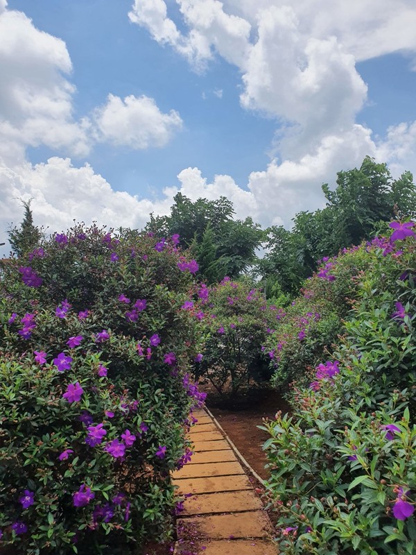 예쁜 꽃 길을 걸으며 산책하는 기분도 상쾌하다. @뉴스코리아 이웅연 특파원 