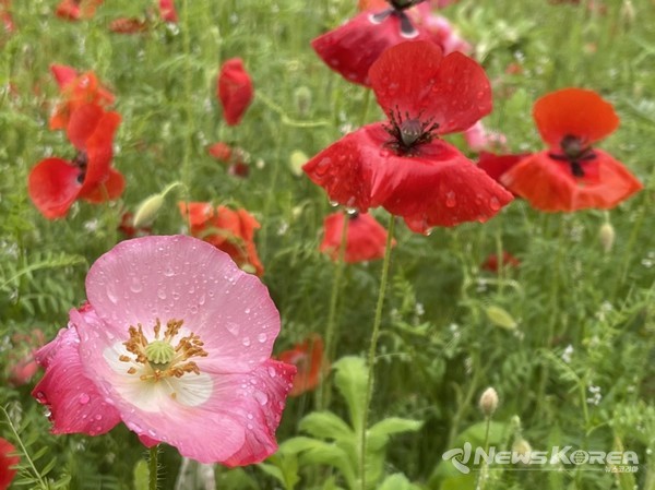 사이타마현 치치부시 @뉴스코리아 김양현 특파원