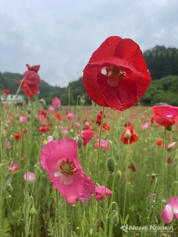 사이타마현 치치부시 @뉴스코리아 김양현 특파원