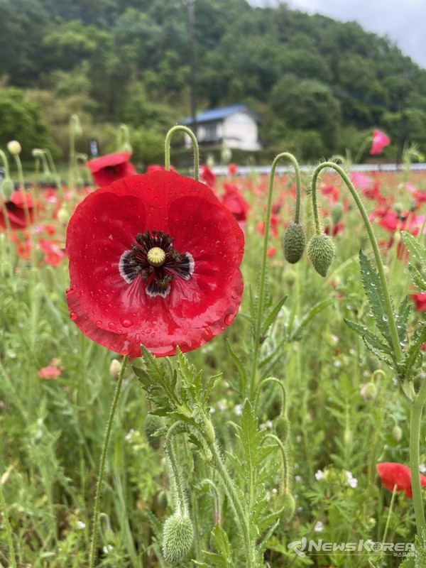 사이타마현 치치부시 @뉴스코리아 김양현 특파원
