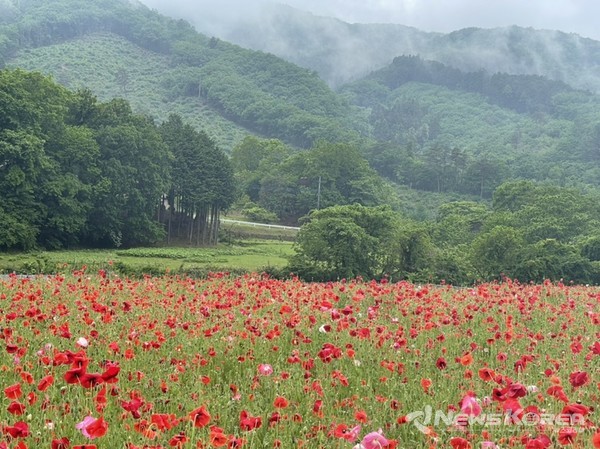 사이타마현 치치부시 @뉴스코리아 김양현 특파원