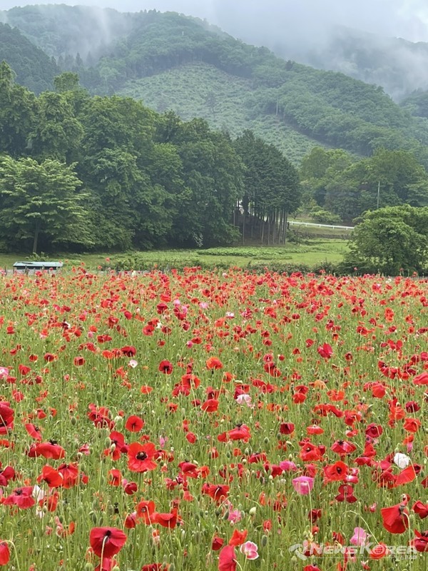 사이타마현 치치부시 @뉴스코리아 김양현 특파원
