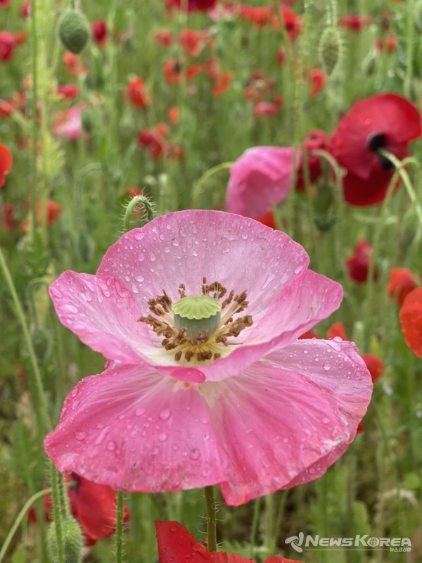 사이타마현 치치부시 @뉴스코리아 김양현 특파원