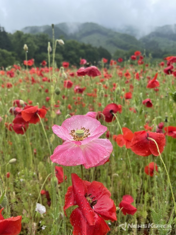 사이타마현 치치부시 @뉴스코리아 김양현 특파원