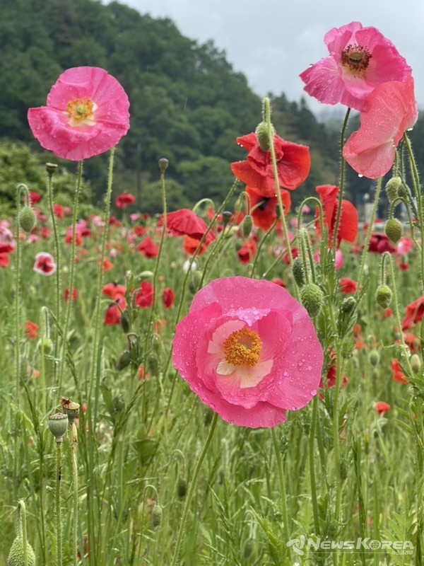 사이타마현 치치부시 @뉴스코리아 김양현 특파원