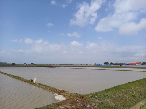 용수로에서 논으로 물을 대고 있는 걸 까마귀가 지켜 보고 있읍니다, @뉴스코리아 김경전 특파원