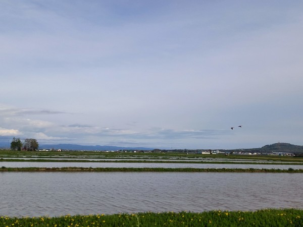 농로를 끼고 넓은 면적의 논이 줄지어 있다 @뉴스코리아 김경전 특파원