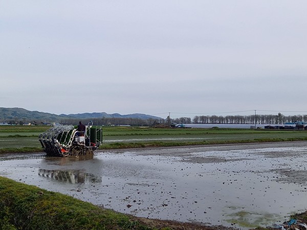이양기로 바쁘게 오가는 농부의 모습 @뉴스코리아 김경전 특파원