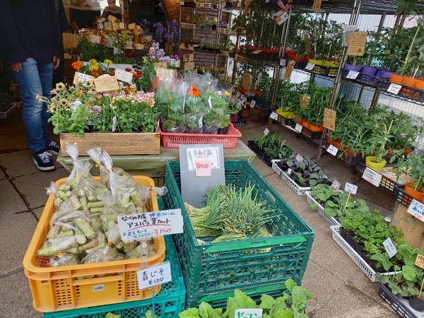 각 종 모종 들.. 비닐 봉투안에 들어 있는 아스파라 토막들..(홋카이도=뉴스 코리아) 김 경전 특파원