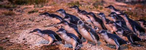 세계에서 가장 몸집이 작은 쇠푸른펭귄(Copyright © 2020 Tourism New Zealand [or its licensors])