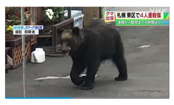 NHK  뉴스 캡쳐. 주택가를 돌아다니는 곰 @뉴스코리아 김경전 특파원