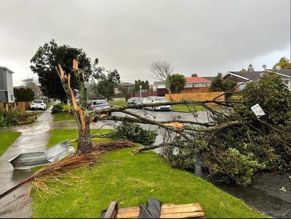 송두리채 날아가버린 가로수 @뉴스코리아 안기종 특파원