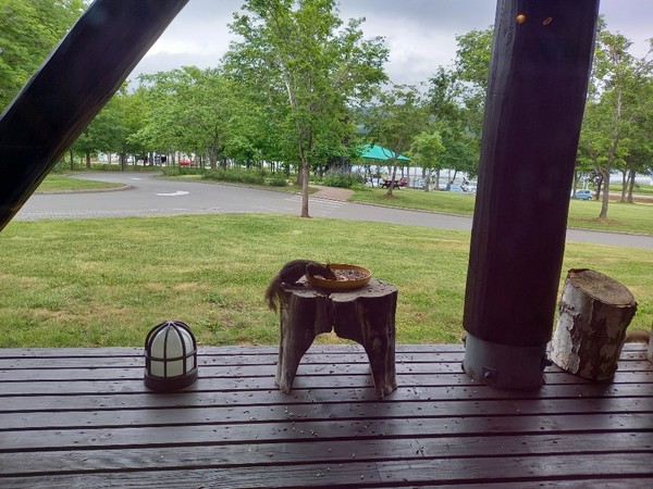 모이를 먹으러 온 다람쥐 @뉴스코리아 김경전 특파원