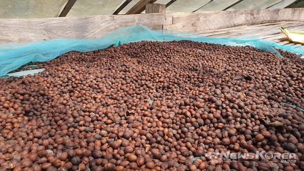 안티케 로부스타