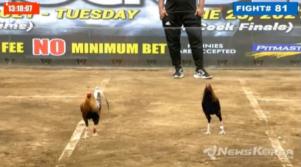 온라인 닭싸움(사봉) 중계화면 @뉴스코리아 DB