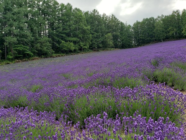 활짝 핀 라벤다 @뉴스코리아 김경전 특파원