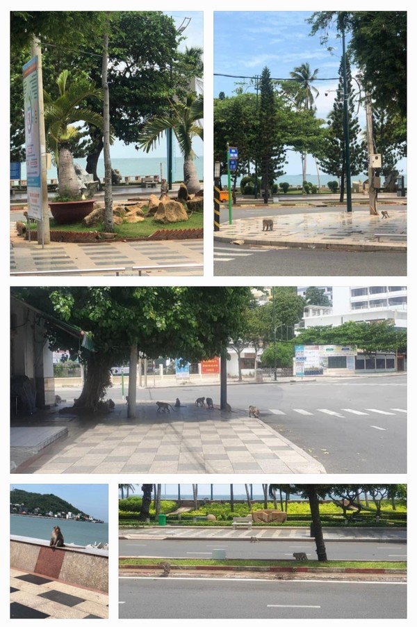 누이런산에 있던 배고픈  원숭이떼가 프론트 비치와 해안도로에 내려왔다. @뉴스코리아 이웅연 특파원